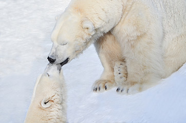 Obraz na płótnie Canvas Любовь белых медведей.