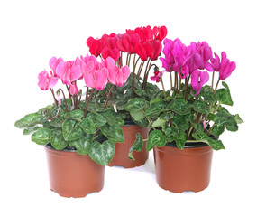 Cyclamens en pot