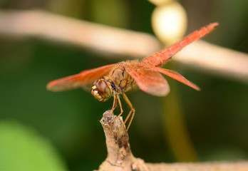 Beautiful dragonfly