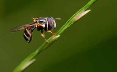 Small Insect
