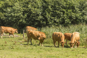 Junge Stiere auf der Weide