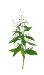 Fototapeta premium Andrographis paniculata on white background