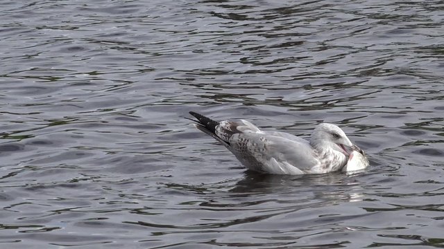 seagull catching fish
