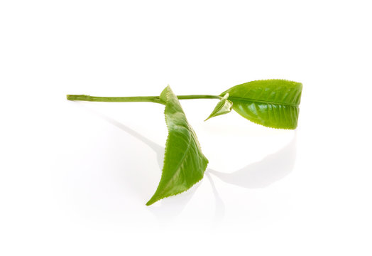 green tea leaf isolated on white background