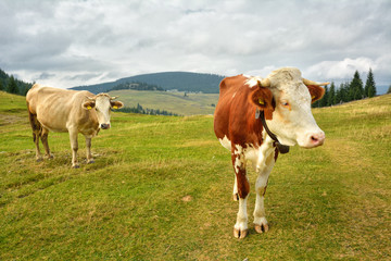 Fototapeta na wymiar Camp cows grazing in Carpathians