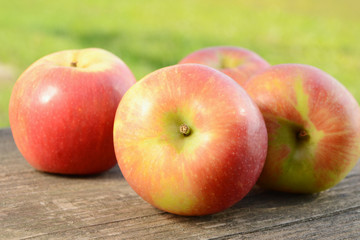 Apples in garden