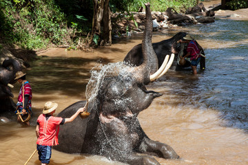 Naklejka premium Elephant bathing in the river in sunny day