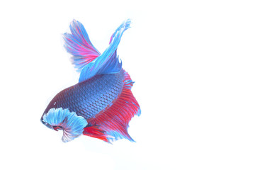 fighting fish