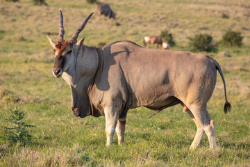 Male Eland Antelope