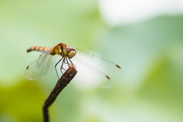 Dragonfly on the stem, a beautiful winged insect, close-up, macro photography of insects, nature in the increase. Wildlife lakes.