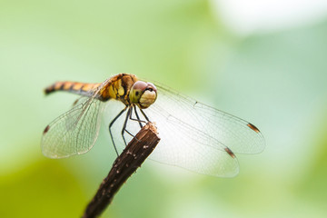 Dragonfly on the stem, a beautiful winged insect, close-up, macro photography of insects, nature in the increase.