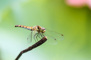 Dragonfly on the stem, a beautiful winged insect, close-up, macro photography of insects, nature in the increase. Wildlife lakes and meadows. Transparent wings.