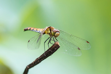 Dragonfly on the stem, a beautiful winged insect, close-up, macro photography of insects, nature in the increase. Wildlife.
