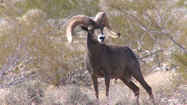 Big Horn Sheep Ram