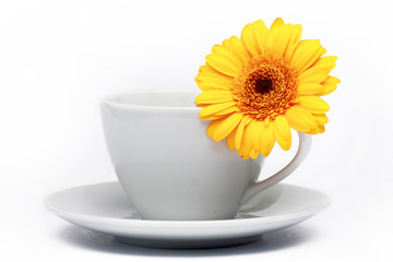 Yellow gerbera against the background of a cup of tea.