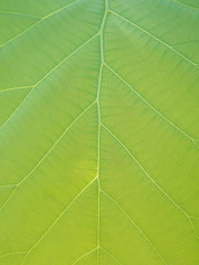 Green teak leaves with beautiful natural pattern