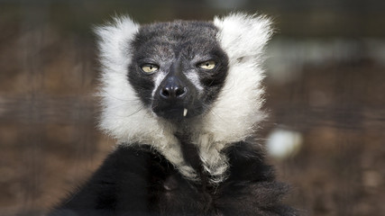 portrait of a black and white ruffed lemur making eye contact © Patrick Rolands