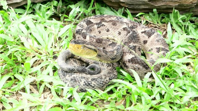 Ferdelance Pit Viper watching his target to bite. In the state of Lara, Venezuela, it is responsible for 78% of all envenomations and all snakebite fatalities.