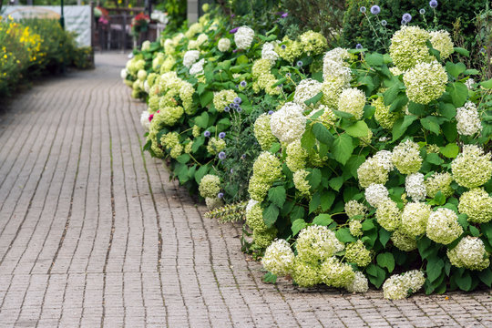 Wei&szlig;gr&uuml;ne Hortensienhecke