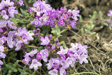 Purple flowers of thyme Crimean .