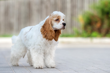 white and red american cocker spaniel dog standing outdoors - obrazy, fototapety, plakaty