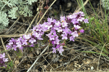 Purple flowers of thyme Crimean .