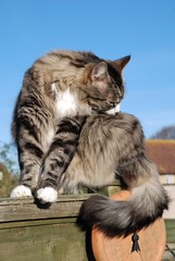 A senior silver tabby cat grooming its fur while sitting on a wooden fence.