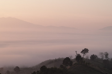 Obraz premium misty forest