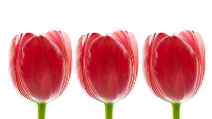Border of Big Red Tulips , isolated on white background