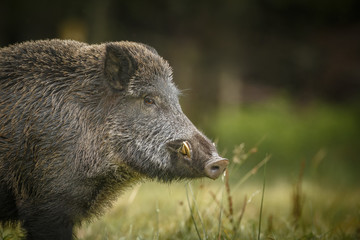 Naklejka na ściany i meble Wild boar, male, in forest