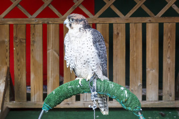 Águila Harris. Ave rapaz. Águila posando.