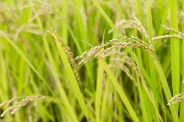 Rice field