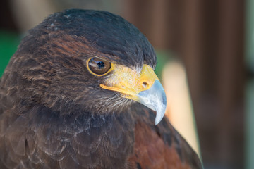 Harris Hawk Macro