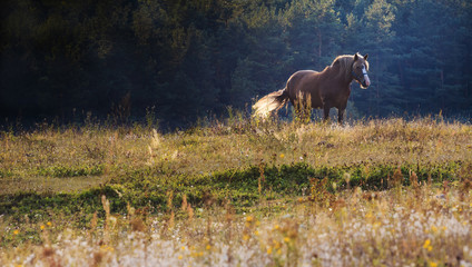 Pastwiskowa Piękność © Wojciech Lisiński