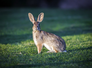 wild rabbit on a green grass