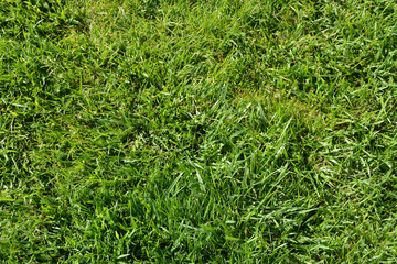 textura grass