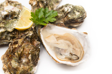 Ostriche fresche su fondo bianco 