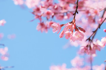 sukura flowers blossom 