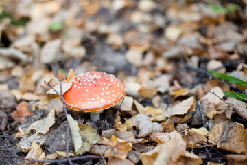 Red amanita