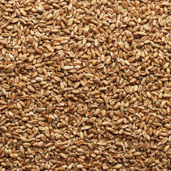 wheat on wooden background
