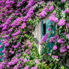 Bougainvillea Flowers at Sirmione Lake Garda Italy,