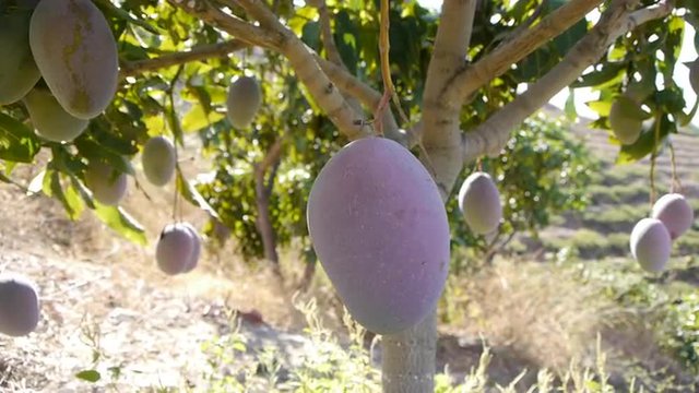  mangoes on the tree with camera dolly movement in Almu&ntilde;&eacute;car, Andalusia. 