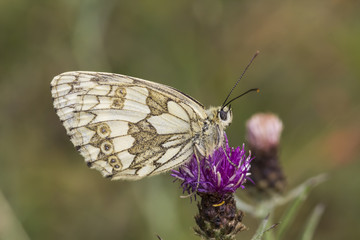 Melanargia galathea, Marbled White butterfly from Lower Saxony, Germany