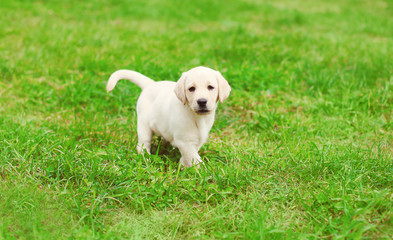 Cute dog puppy Labrador Retriever running on grass