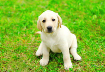 Cute dog puppy Labrador Retriever sitting on grass