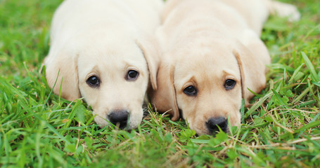 Two puppies dogs Labrador Retriever lying together on grass clos