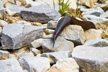 A big snail slowly creeps on the stones