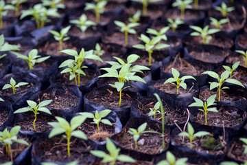 seedling growing