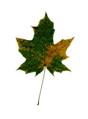 Maple leaf isolated on white background.