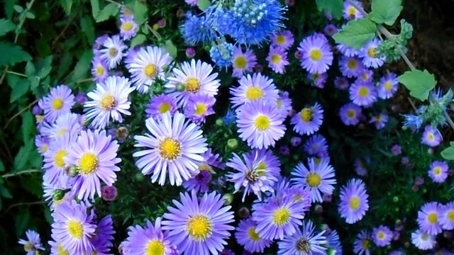 Blue asters in the garden 